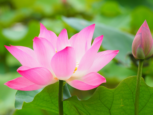 七十二候【蓮始華(はすはじめてさく)】7月12日から7月16日ごろ