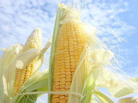 健康と美味しさを両立!夏の風物詩、とうもろこしの楽しみ方