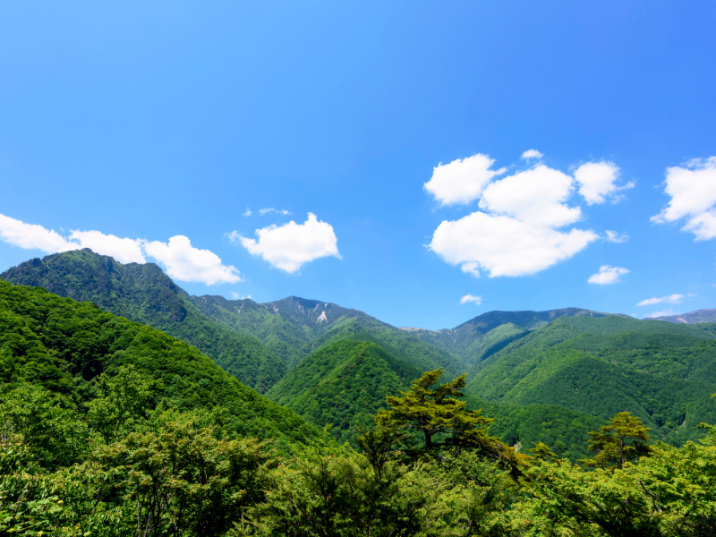 【暑中の始まり】七夕からは二十四節気「小暑」7月7日頃から7月22日頃