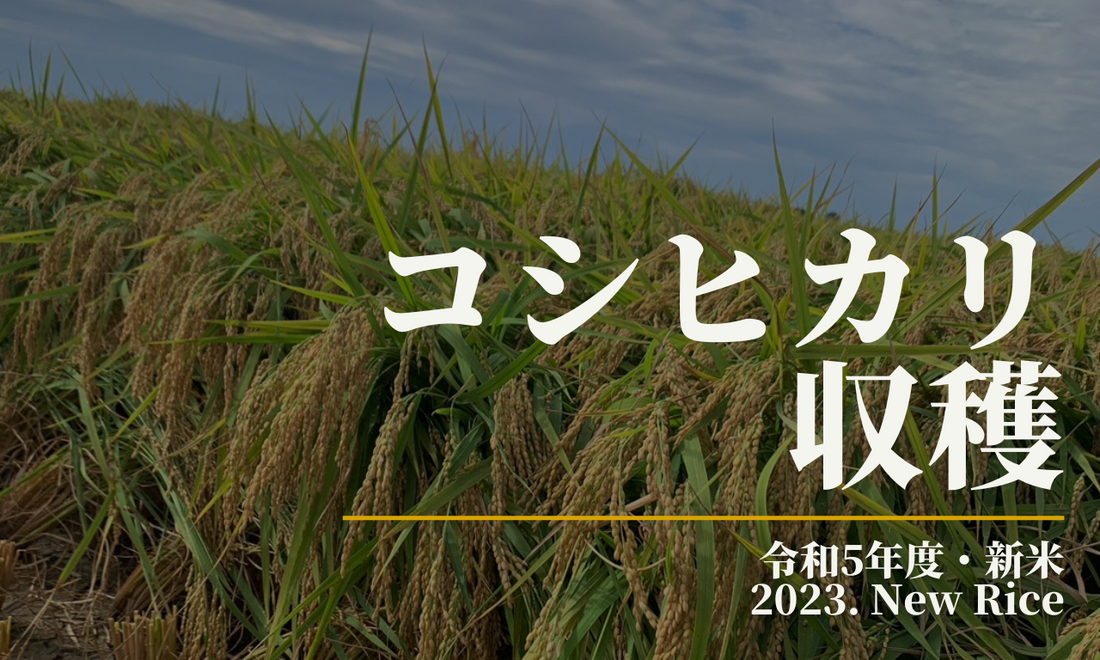 【令和5年度石川県産コシヒカリ】収穫の様子。新米準備中。