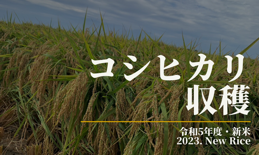 【令和5年度石川県産コシヒカリ】収穫の様子。新米準備中。