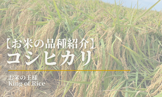 【王様・最高傑作】日本でもっとも生産され食べられている最強品種「コシヒカリ」