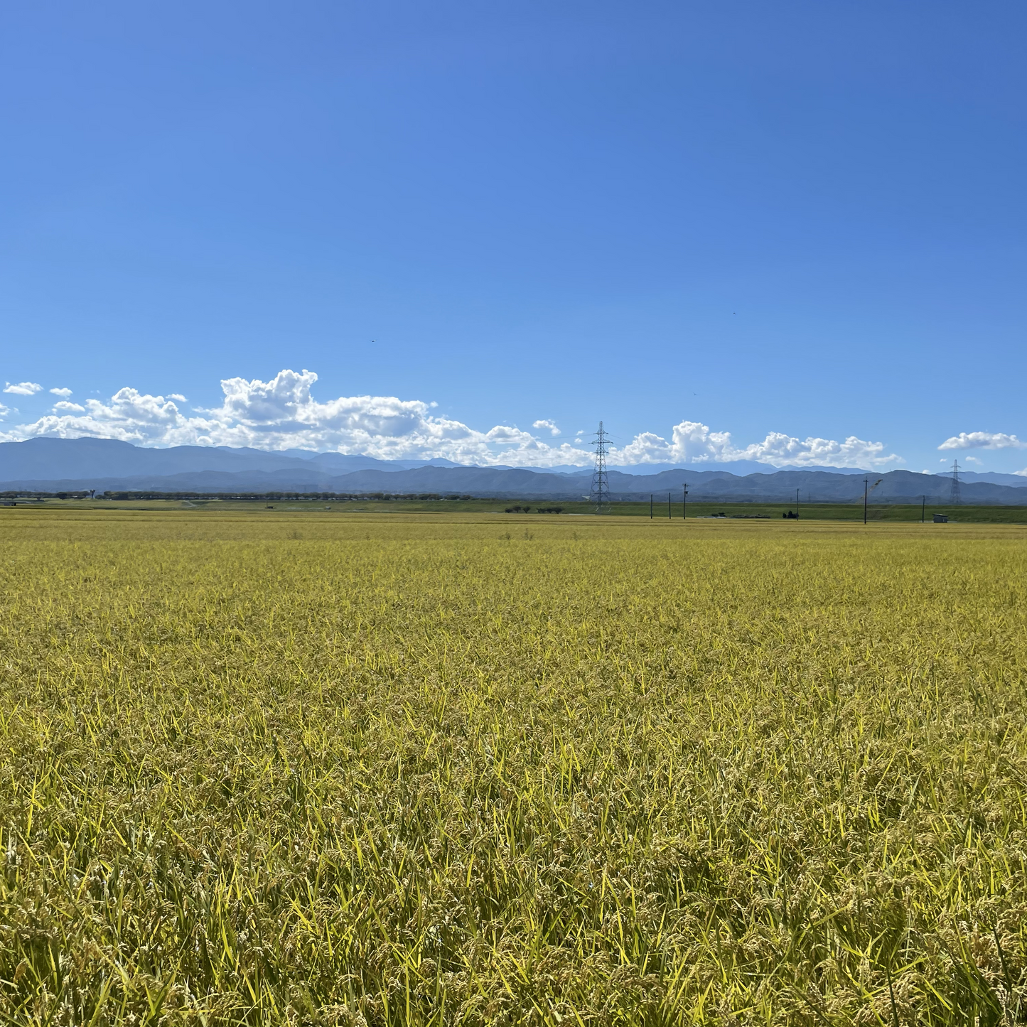 【令和6年産】石川県川北産コシヒカリ(無洗米・玄米) ※完売いたしました