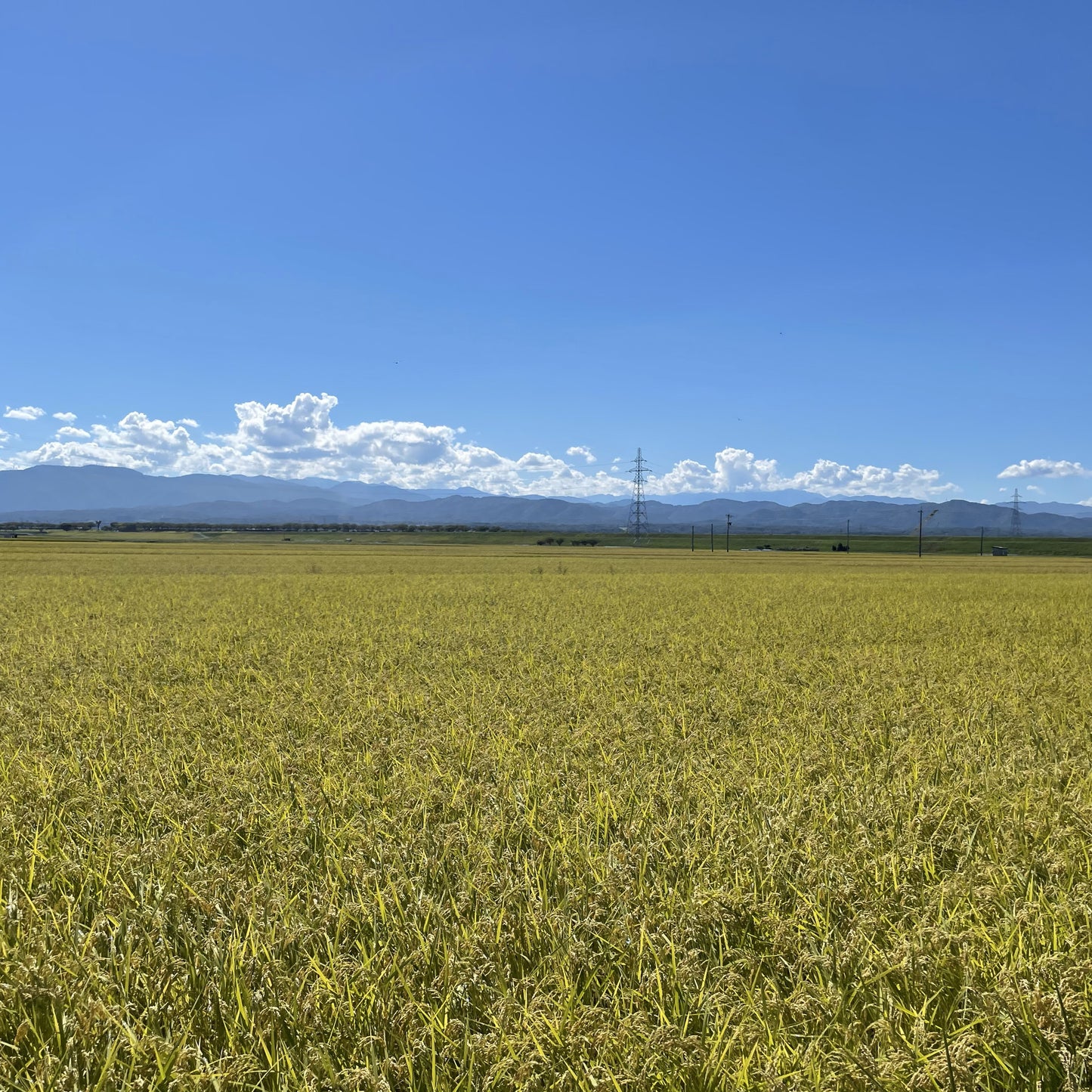 【令和6年産】石川県川北産ひゃくまん穀(無洗米)