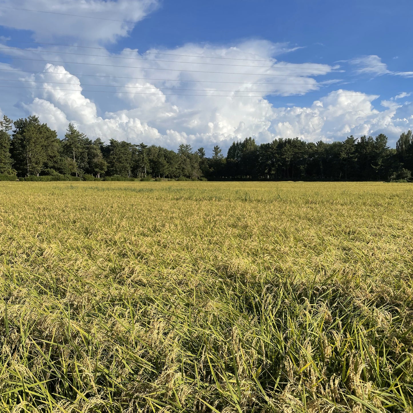 【令和7年産】加賀藩主・前田家の御膳米 お試しセット(3種×2合 食べ比べ)|ゆうパケット(ポスト投函)にてお届け