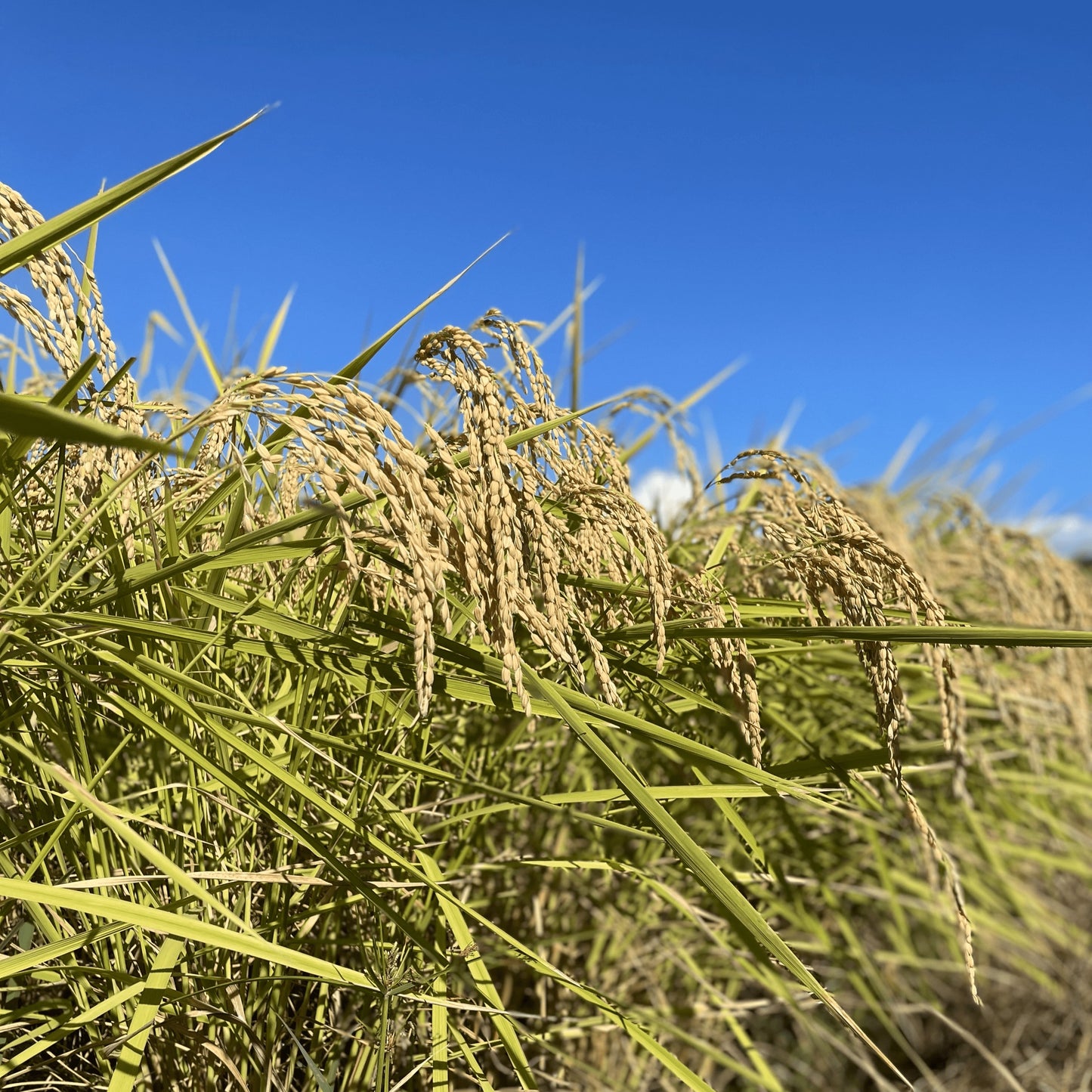 【令和7年産】加賀藩主・前田家の御膳米 お試しセット(3種×2合 食べ比べ)|ゆうパケット(ポスト投函)にてお届け
