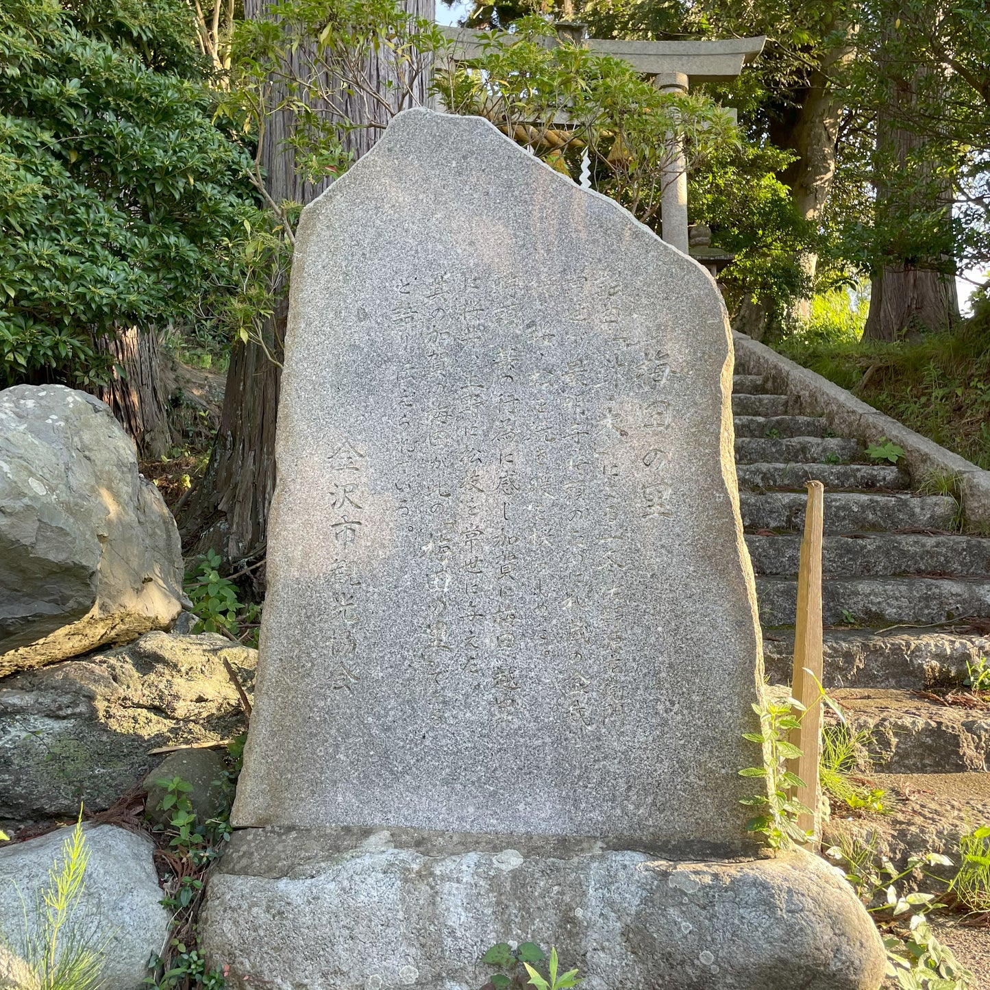 【令和6年産】金澤市梅田産コシヒカリ(無洗米・玄米)