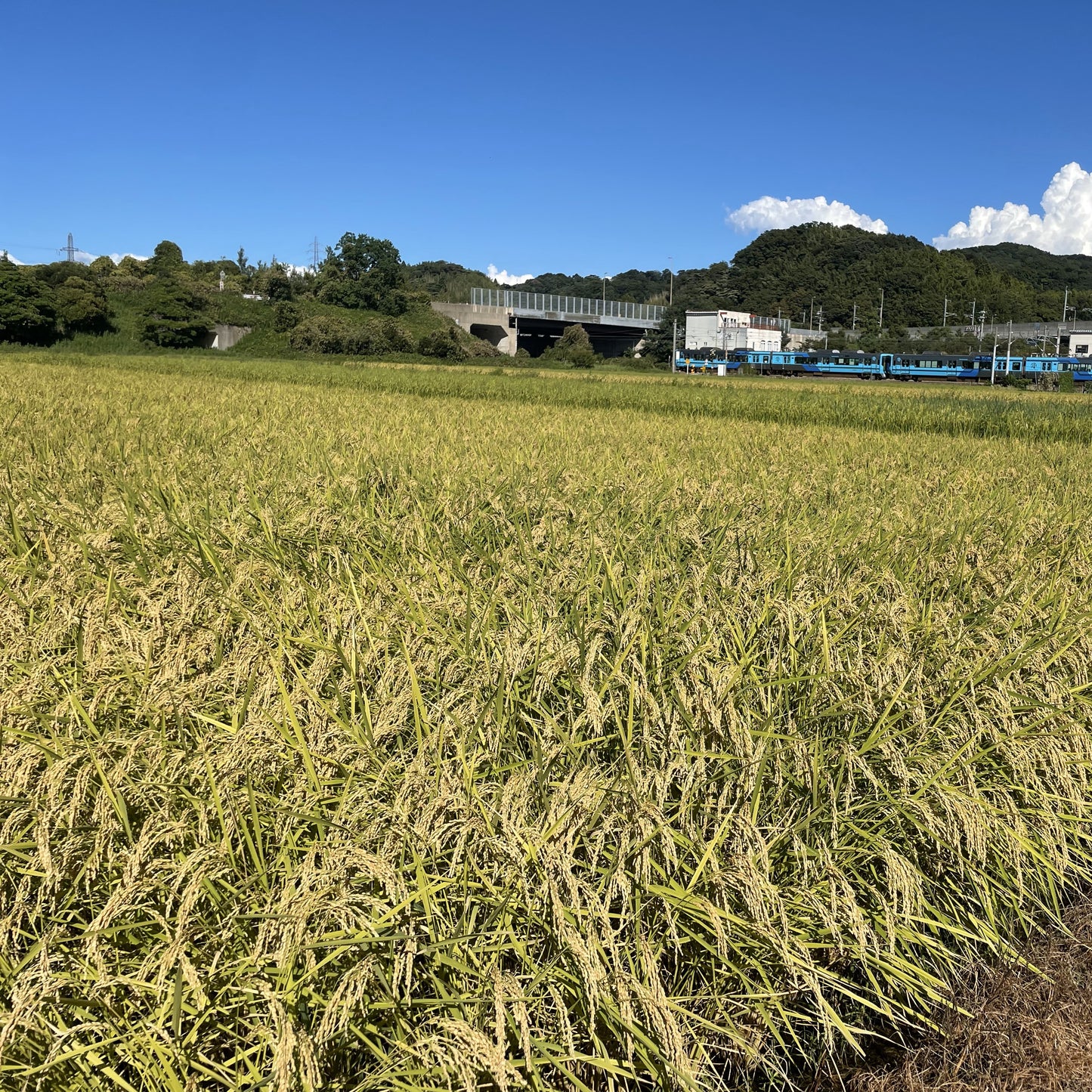 【令和6年産】金澤市梅田産コシヒカリ(無洗米・玄米)