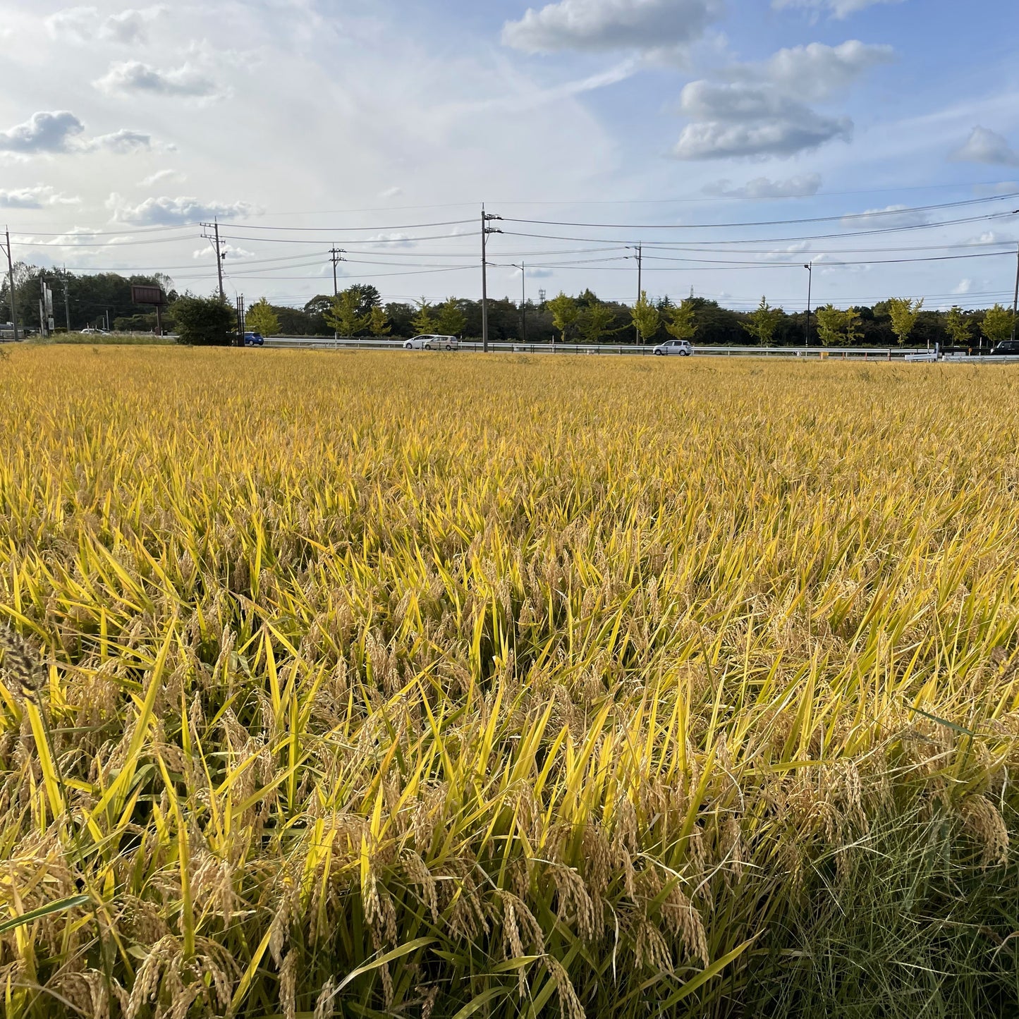 【令和6年産新米】金澤市北森本産ひゃくまん穀(無洗米)