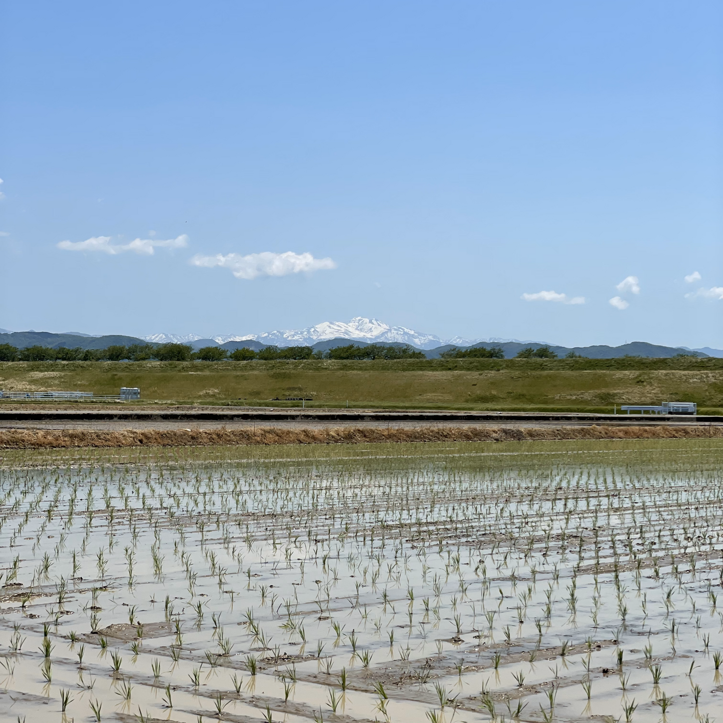 【令和6年産】石川県川北産コシヒカリ(無洗米・玄米) ※完売いたしました