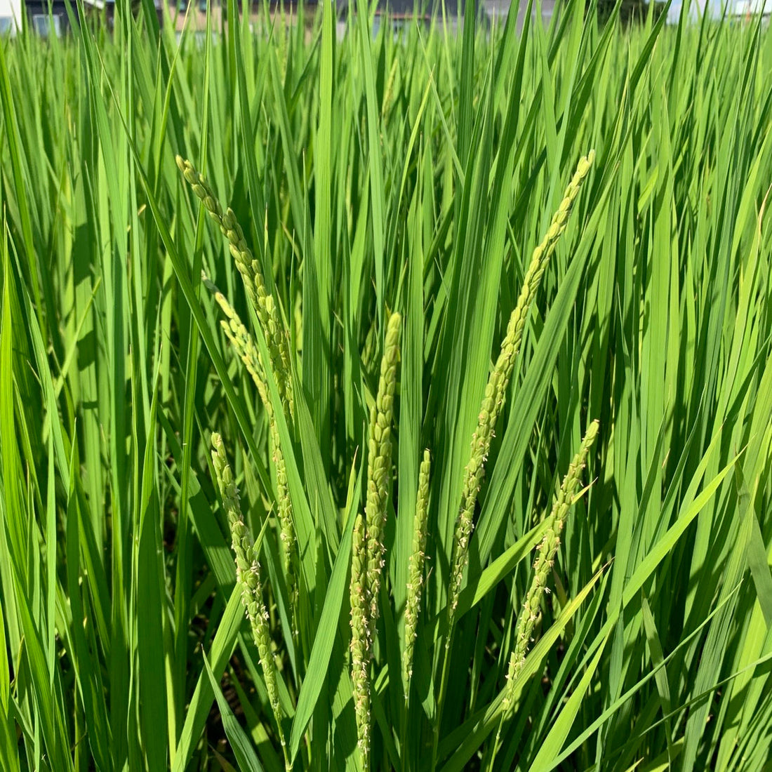 【葉月（はづき）】8月を深く味わう日本のことばと暮らし
