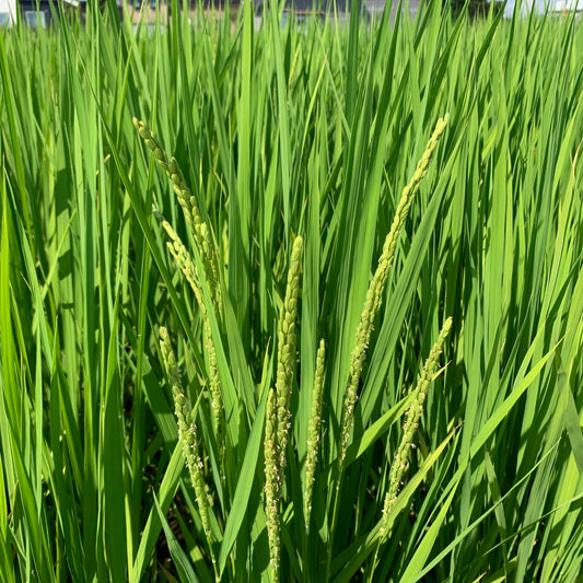 【葉月（はづき）】8月を深く味わう日本のことばと暮らし