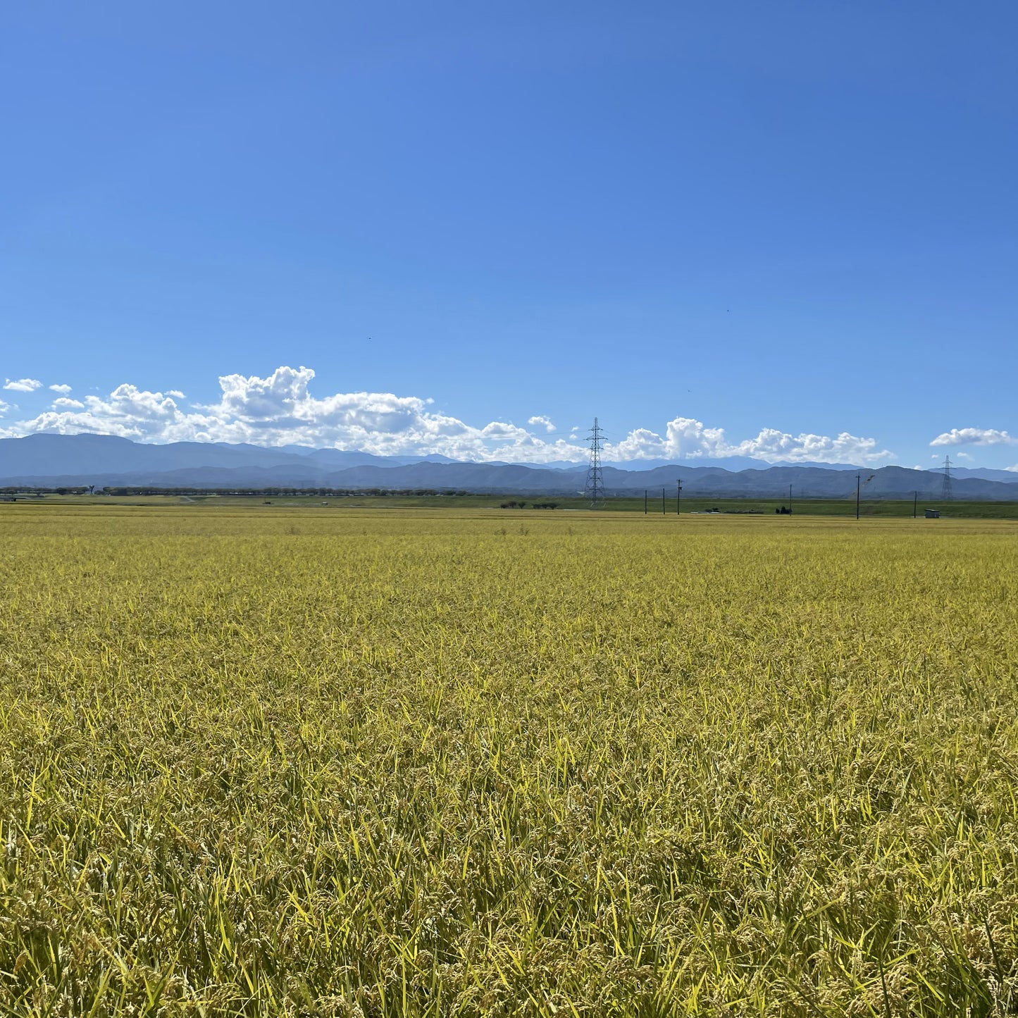 【令和6年産新米】石川県川北産ひゃくまん穀（無洗米）